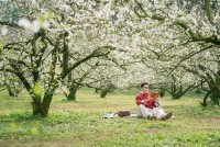 Hoa mận Mộc Châu đã nở rộ