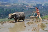 Khách Tây thích thú với những trải nghiệm ở Việt Nam