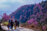 La Pán Tẩn – Mãn nhãn mùa hoa tớ dày