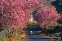Lễ hội hoa anh đào Đà Lạt
