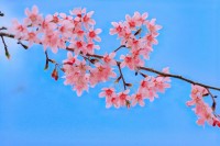 Mộc Châu đang vào mùa đẹp nhất trong năm