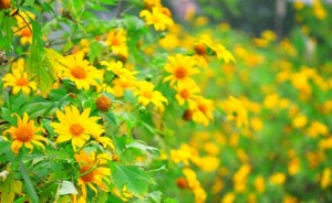 Có hẹn với mùa hoa dã quỳ Chư Đăng Ya!