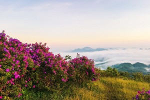 Đồi sim Suối Bon