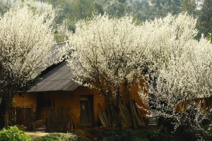 Hoa mận Bắc Hà đang vào mùa đẹp nhất