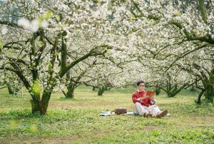 Hoa mận Mộc Châu đã nở rộ