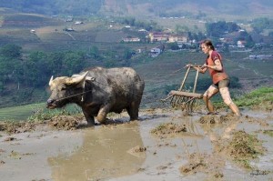 Khách Tây thích thú với những trải nghiệm ở Việt Nam