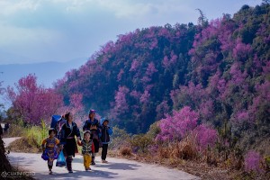 La Pán Tẩn – Mãn nhãn mùa hoa tớ dày