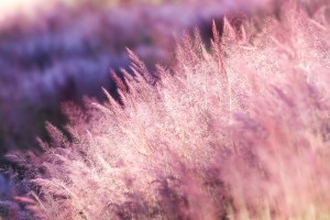 Lạc bước trên Đồi Cỏ Hồng