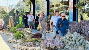 Lễ hội Hoa Sen Đá 2025