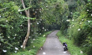 Mùa bướm rừng Cúc Phương đẹp nao lòng