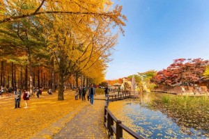 Ngắm lá vàng mùa thu Hàn Quốc