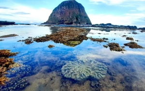 Rạn san hô đẹp hiếm gặp ở Phú Yên