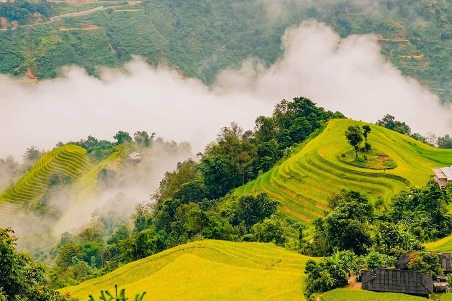 Bản Phùng – mùa vàng trên những nấc thang giữa Hoàng Su Phì