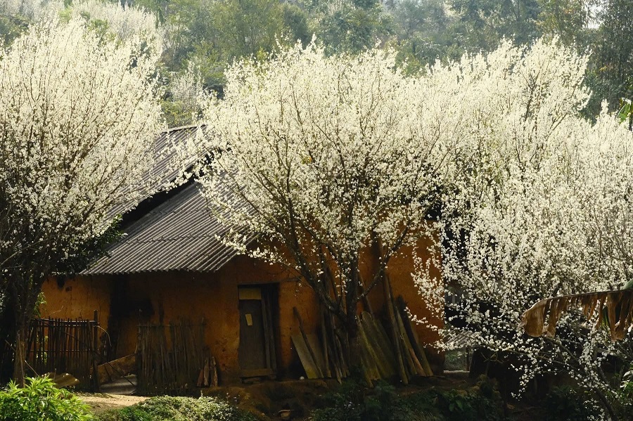 Hoa mận Bắc Hà đang vào mùa đẹp nhất