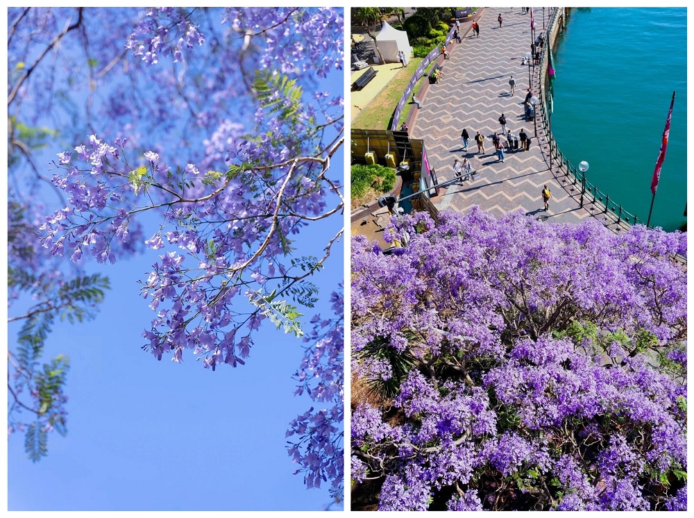 Mùa hoa Jacaranda tràn ngập nước Úc