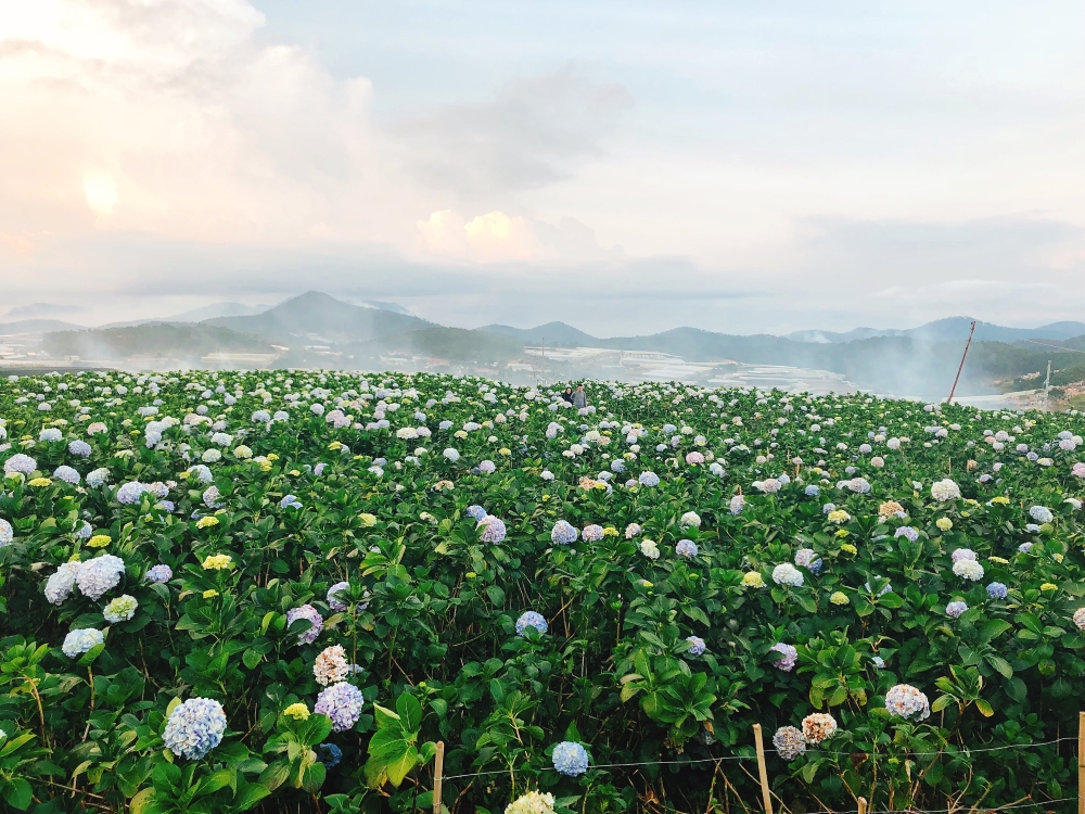 da nang di tham vuon hoa da lat